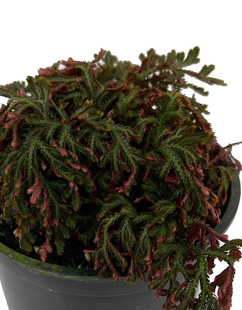 Selaginella erythropus  sanguinea  €˜Ruby Red  4 Inch