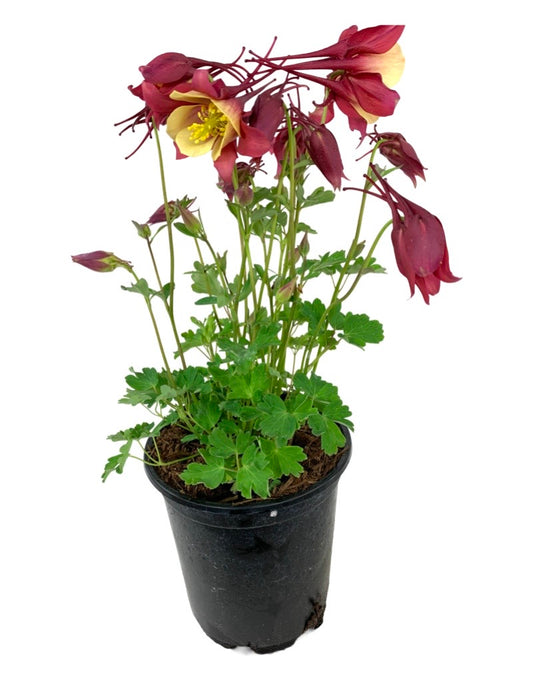 Aquilegia 'Early Bird Red/Yellow' Quart