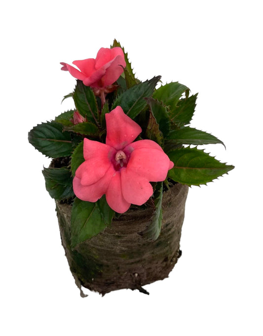 Sunpatiens  €˜Compact Coral Pink  4 Inch