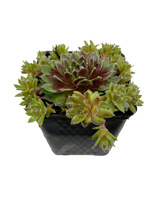 Sempervivum 'Jade Rose' 4 Inch