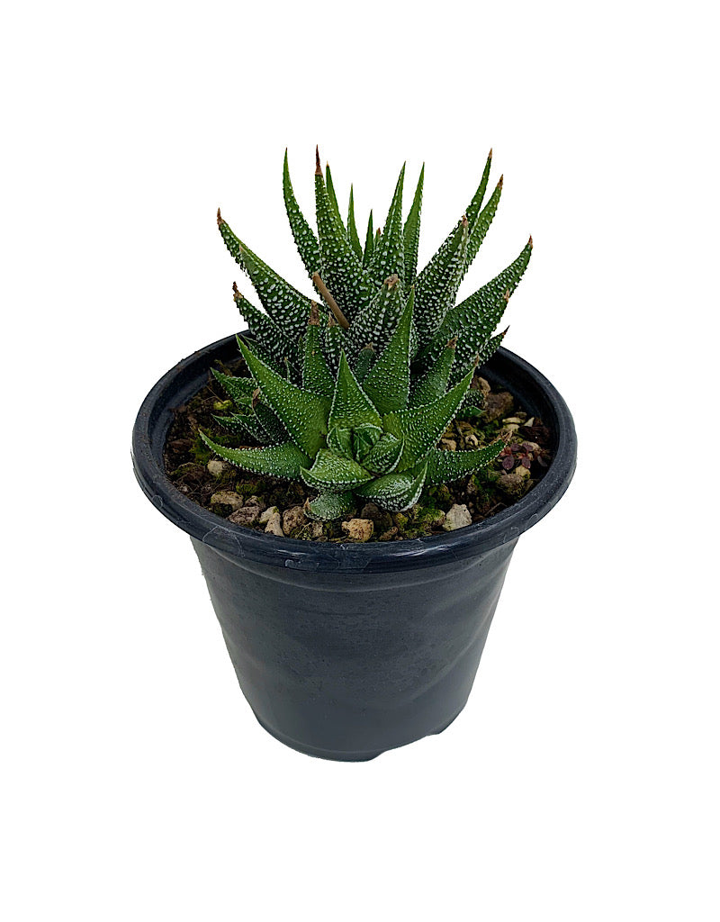 Haworthia fasciata  Quart