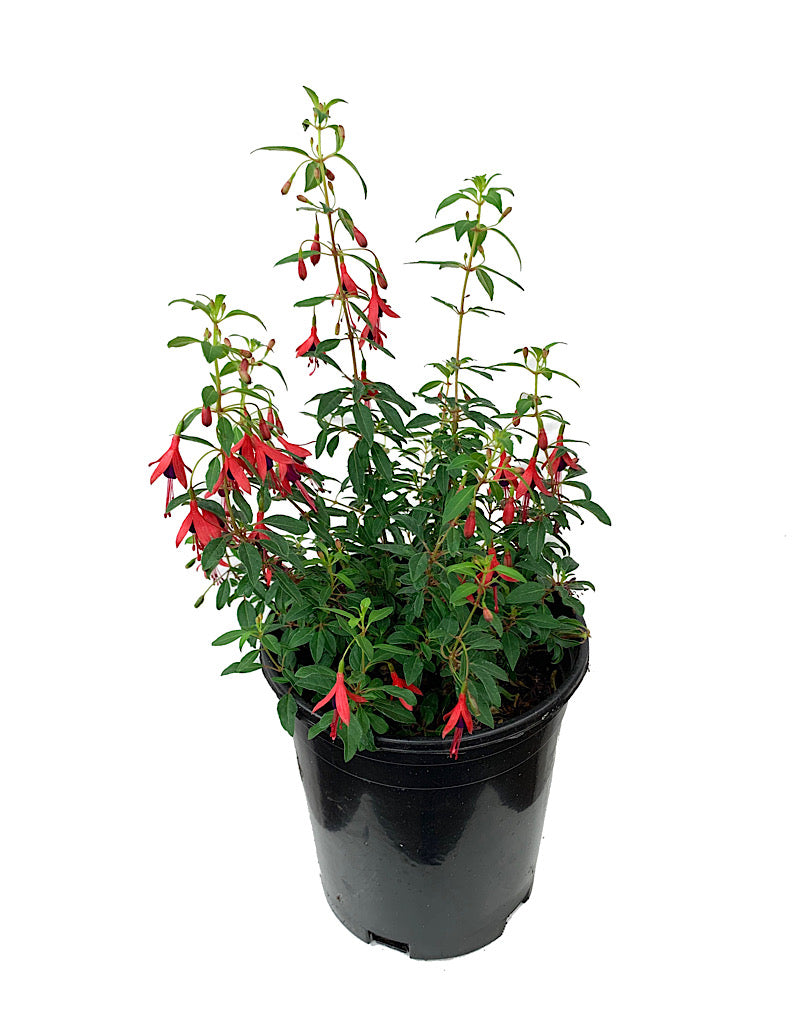 Fuchsia 'Little Giant' 1 Gallon