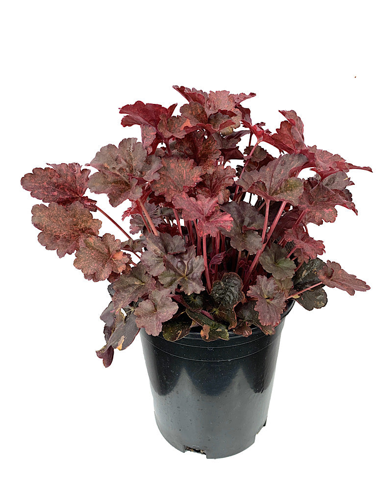 Heuchera 'Midnight Rose'