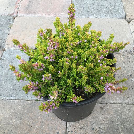 Calluna vulgaris 'Winter Chocolate' 1 Gallon