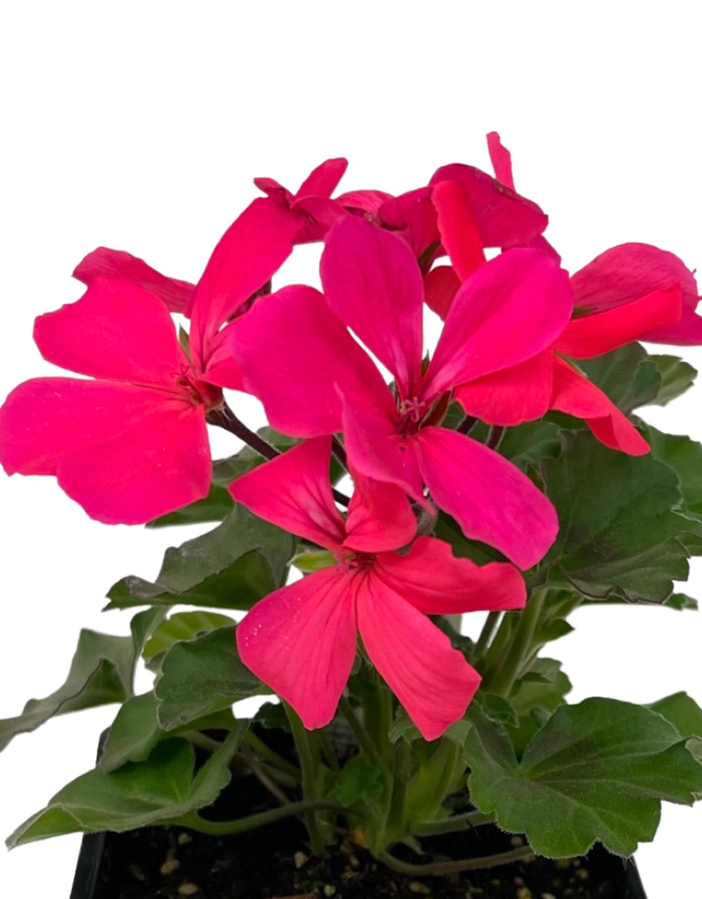 Geranium Zonal 'Caliente Coral Salmon'