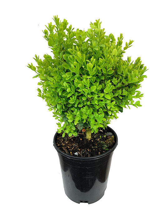 Buxus s. 'Suffruticosa' 1 Gallon