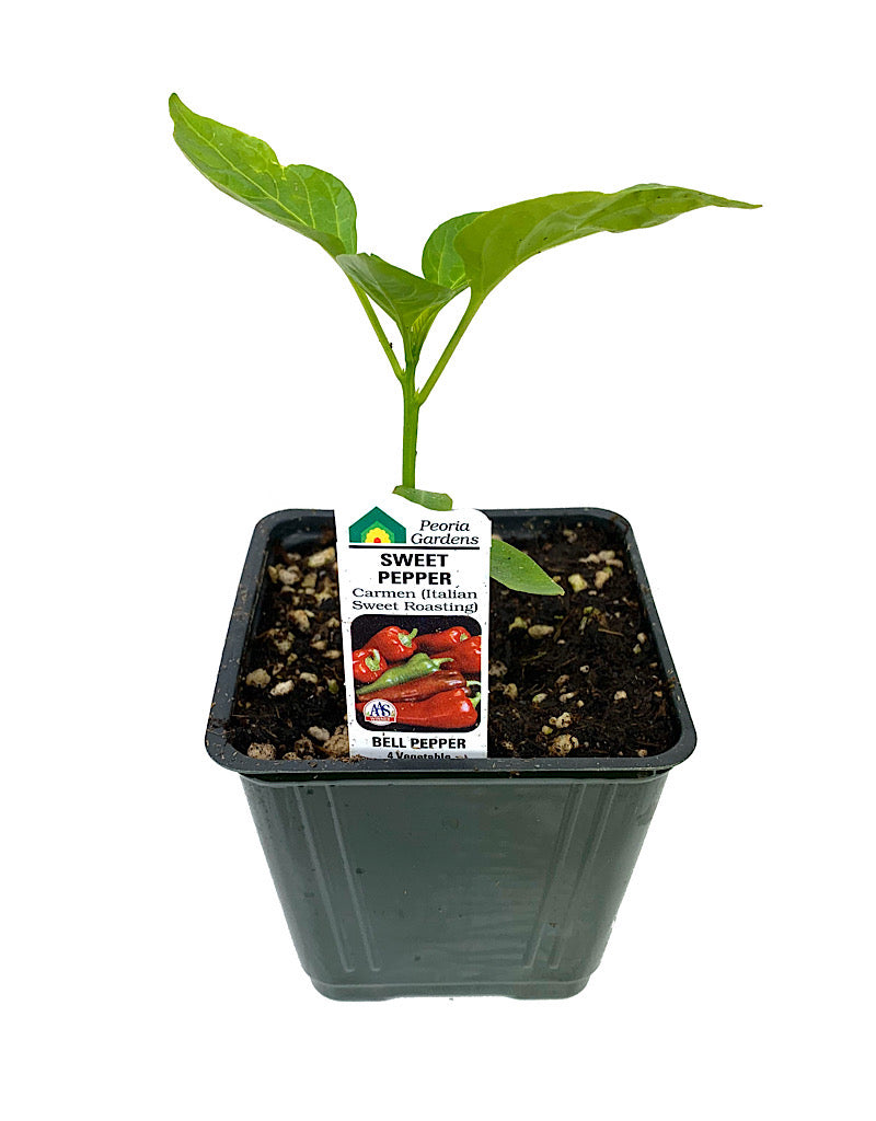 Pepper 'Italian Sweet Roasting'  4 inch