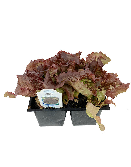 Lettuce 'Red Sails' Traypack