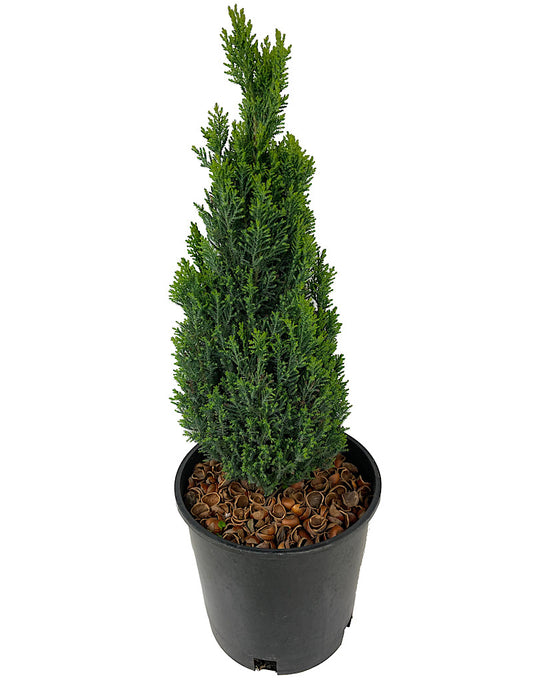 Cupressus sempervirens 2 Gallon