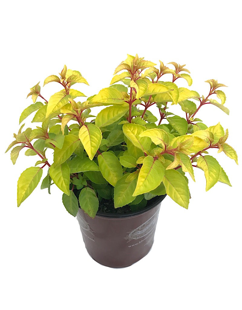 Fuchsia 'Golden Gate' 1 Gallon