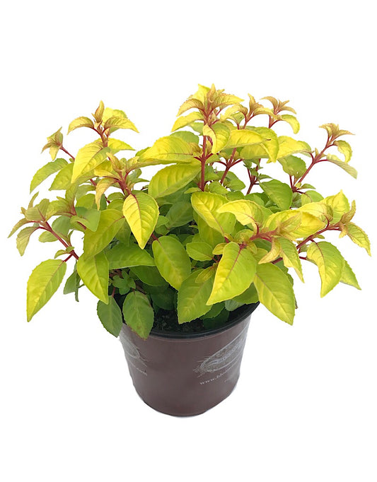 Fuchsia 'Golden Gate' 1 Gallon