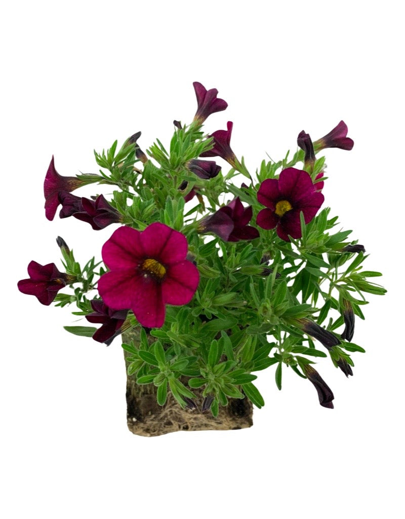 Calibrachoa 'Callie Burgundy  4 Inch