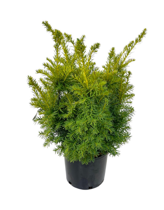 Taxus cuspidata 'Dwarf Bright Gold' 3 Gallon