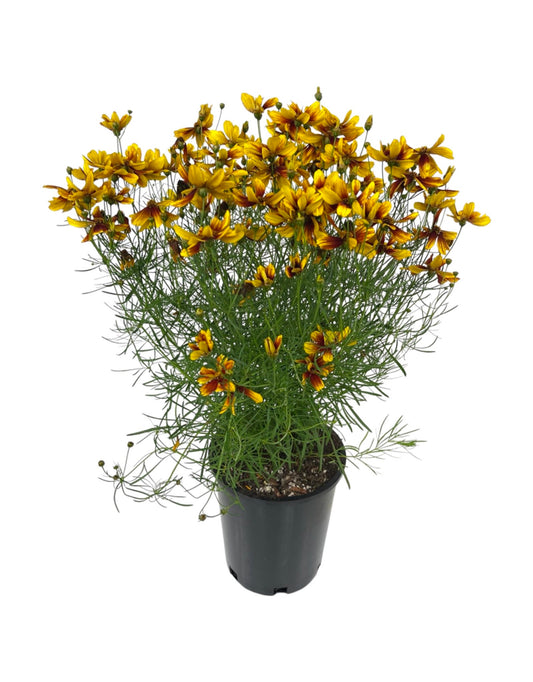 Coreopsis 'Lightning Bug' 1 Gallon