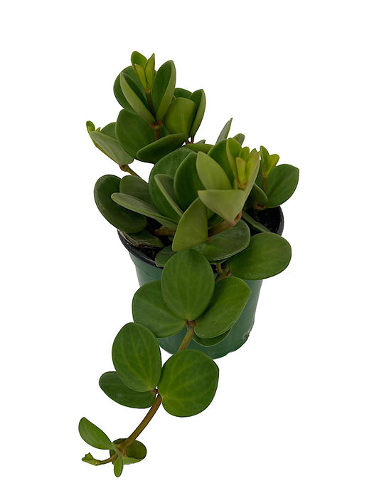 Peperomia 'Hope' 4 Inch