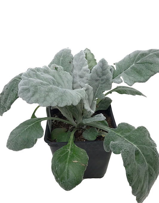 Senecio cineraria 'New Look'  4 Inch