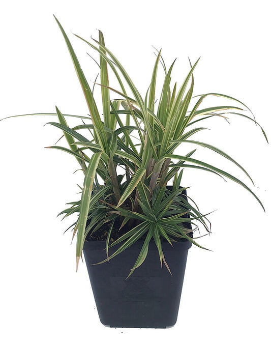 Carex 'Sparkler' - Quart