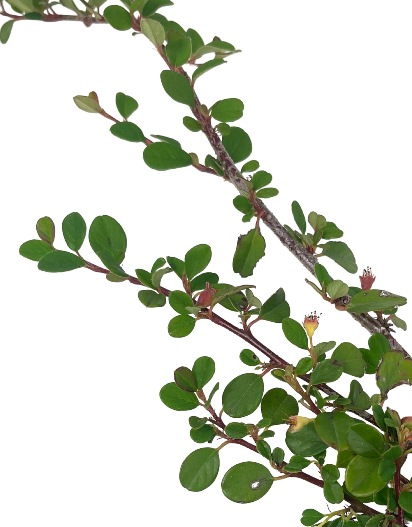 Cotoneaster dammeri 'Strieb's Findling' 4 Inch