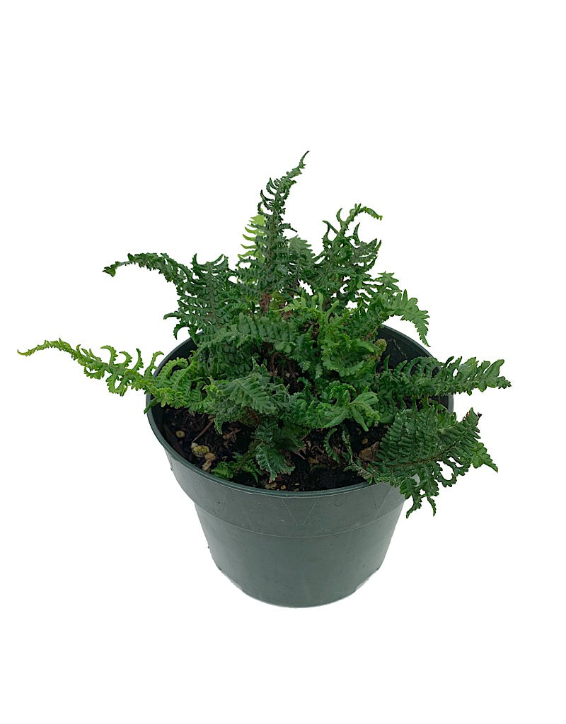 Dryopteris affinis crispa 'Congesta'