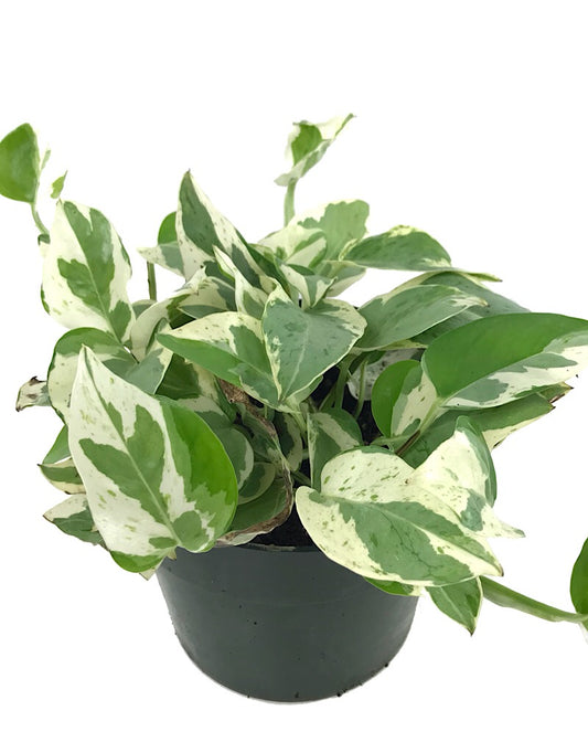 Pothos 'Pearls and Jade' - 6 inch