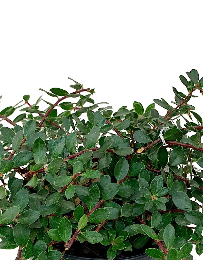 Arctostaphylos 'Emerald Carpet'  1 gal