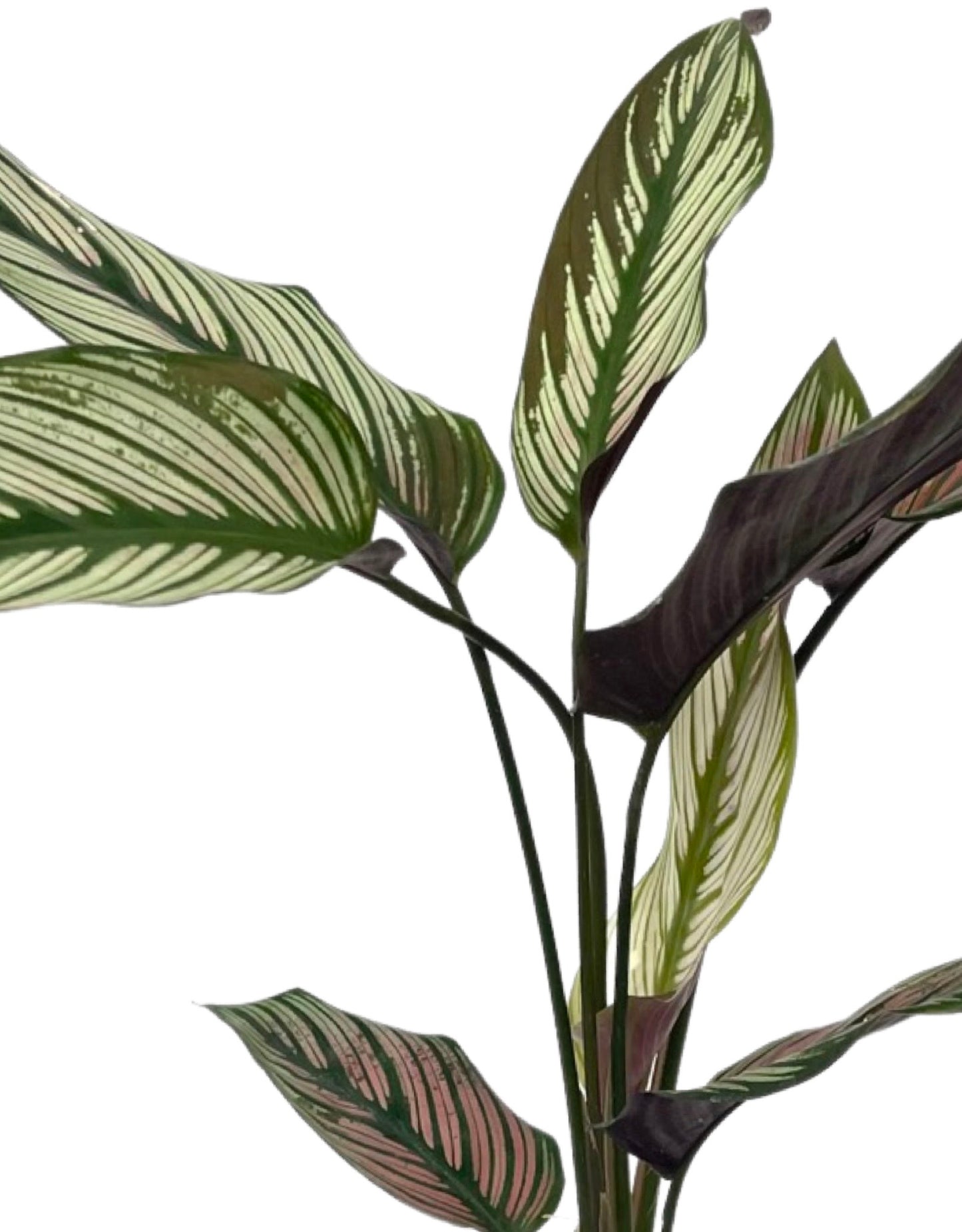 Calathea 'Whitestar' Quart