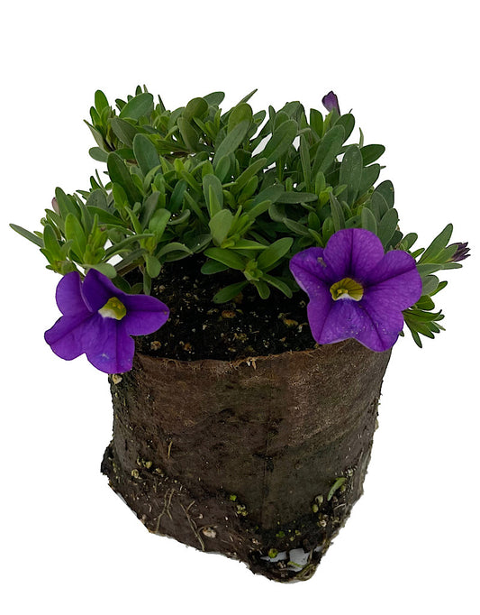 Calibrachoa 'Cabaret Lavender Improved' 4 Inch