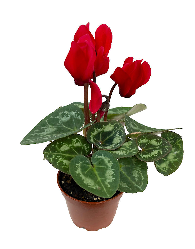 Cyclamen 2 Inch