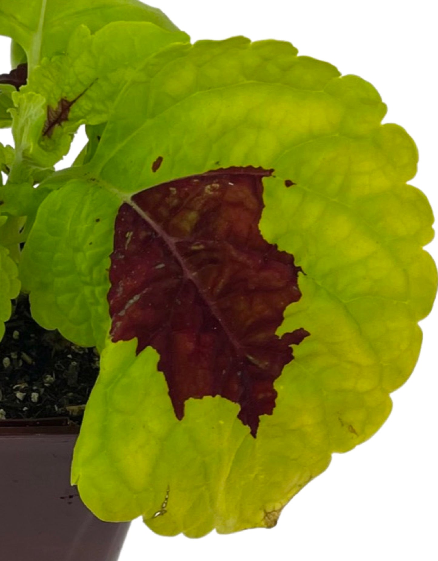 Coleus 'Kong Lime Sprite' 4 Inch