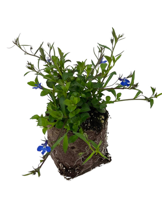 Lobelia 'Lucia Dark Blue' 4 Inch