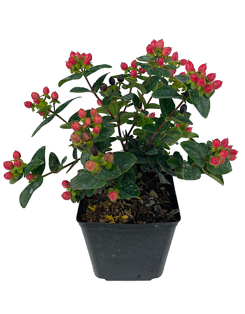 Hypericum 'Miracle Grandeur' 1 Gallon