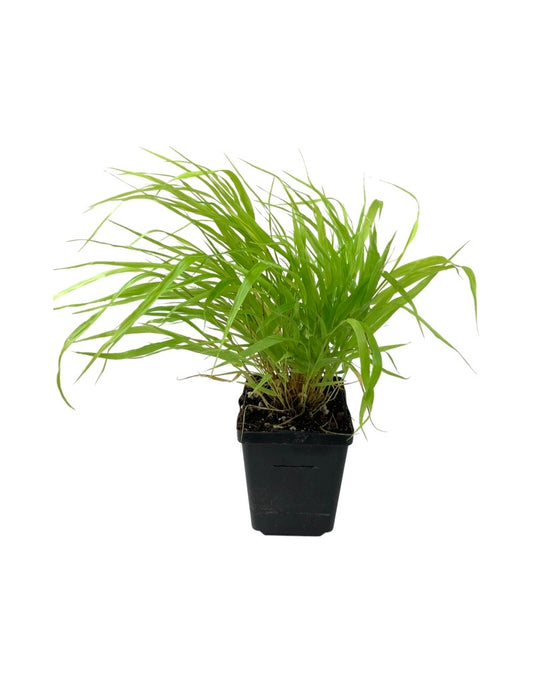 Hakonechloa macra 'All Gold'