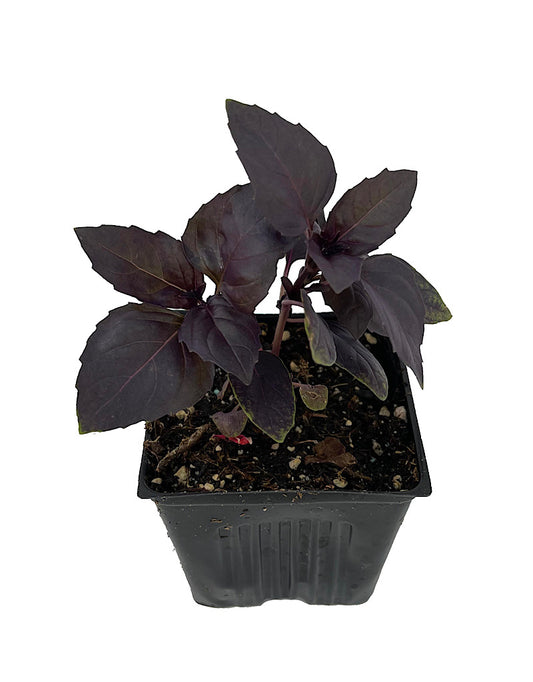 Basil 'Red Rubin' 4 inch