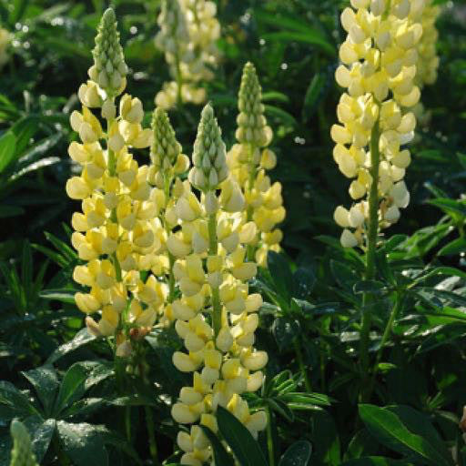 Lupinus r. 'Gallery Yellow' 1 gal