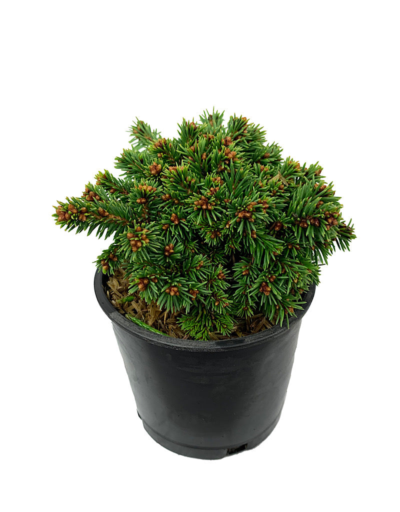 Picea abies 'Thumbelina' 4 Inch