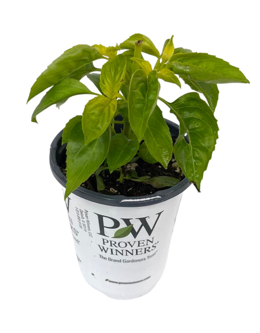 Basil 'Amazel Basil' Quart