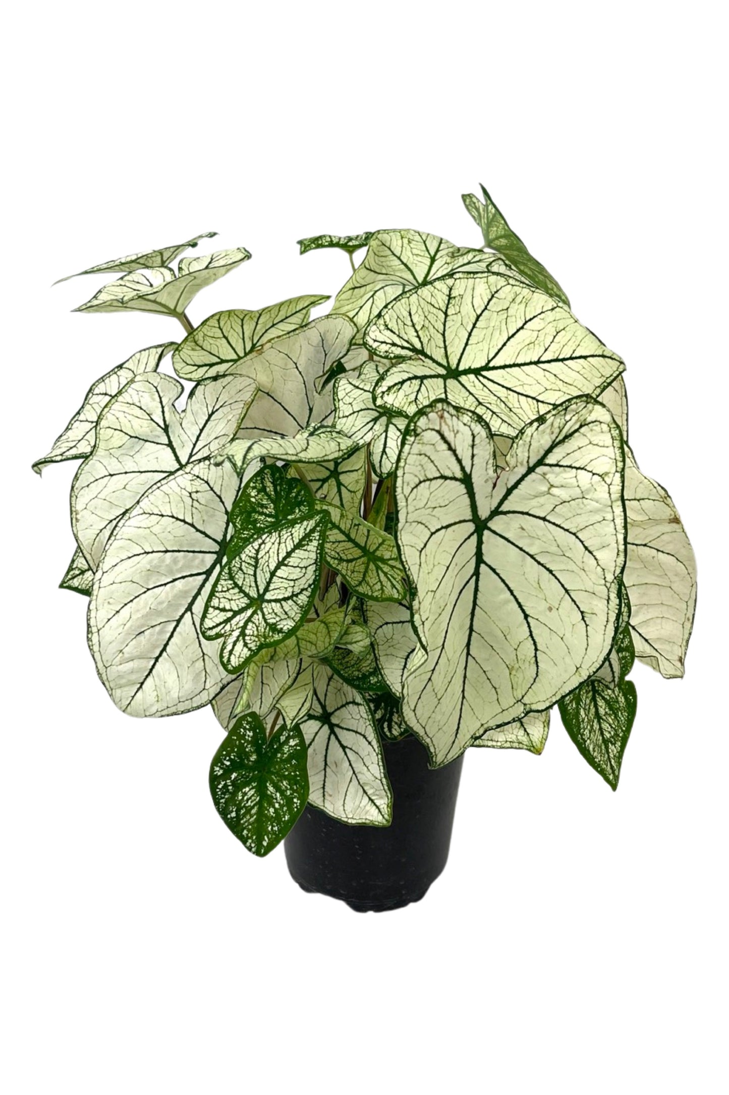 Caladium 'Allure' 1 Gallon