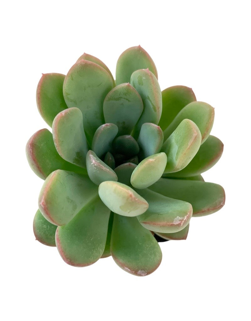 Echeveria scheideckeri 'Jeweled Crown'