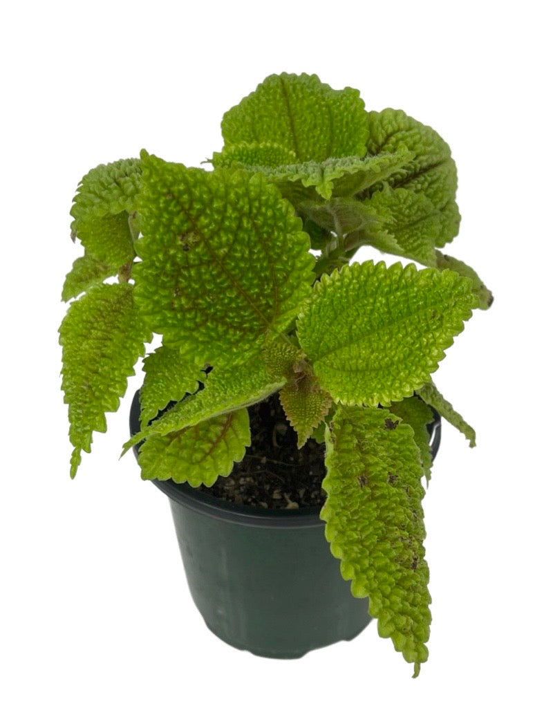 Pilea mollis 'Moon Valley' Quart