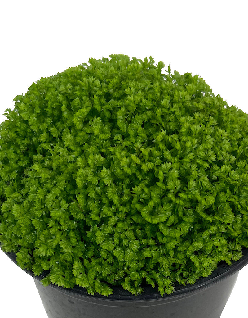 Selaginella kraussiana 'Brownii' Quart