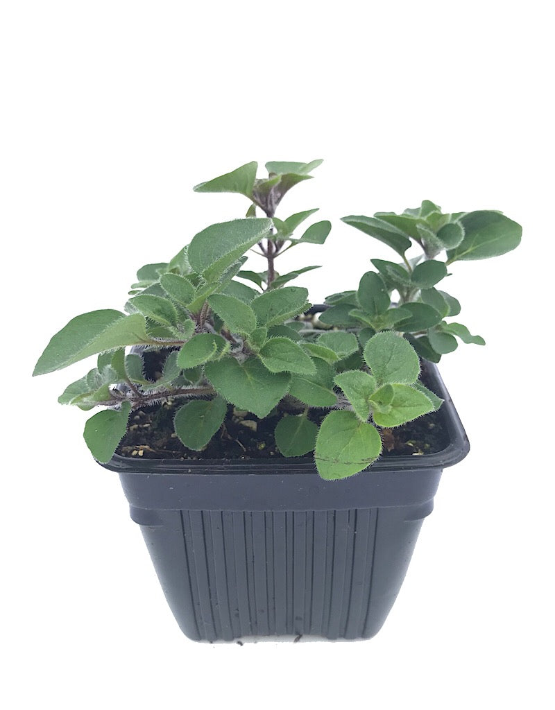 Oregano 'Hot & Spicy' 4 Inch