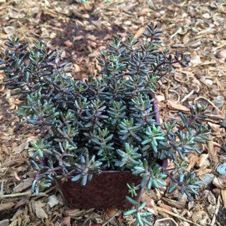 Sedum album 'Black Pearl' 4 Inch