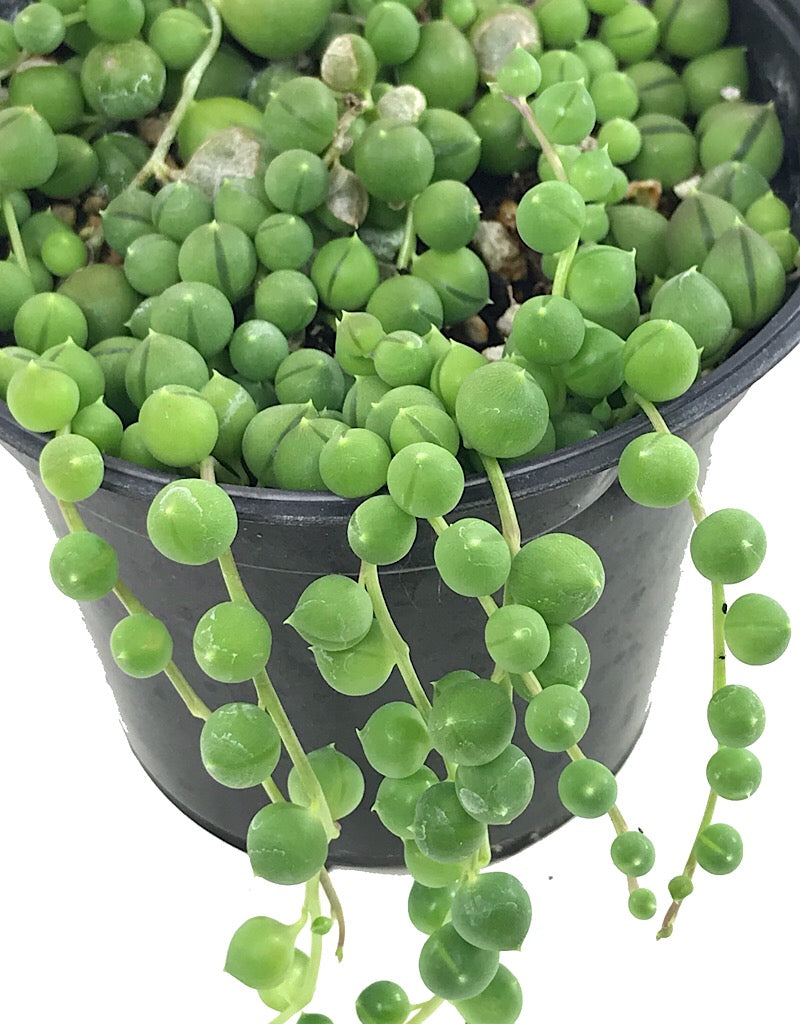 Senecio rowleyanus 'String of Pearls'