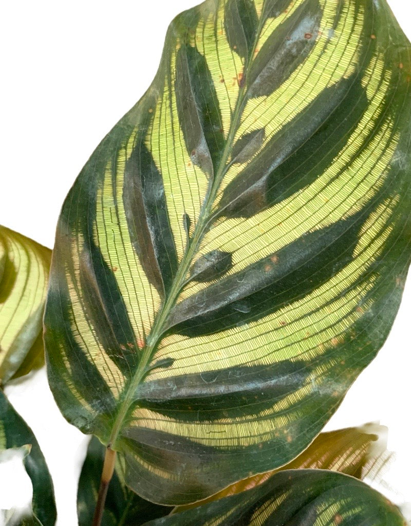 Calathea makoyana 6 Inch