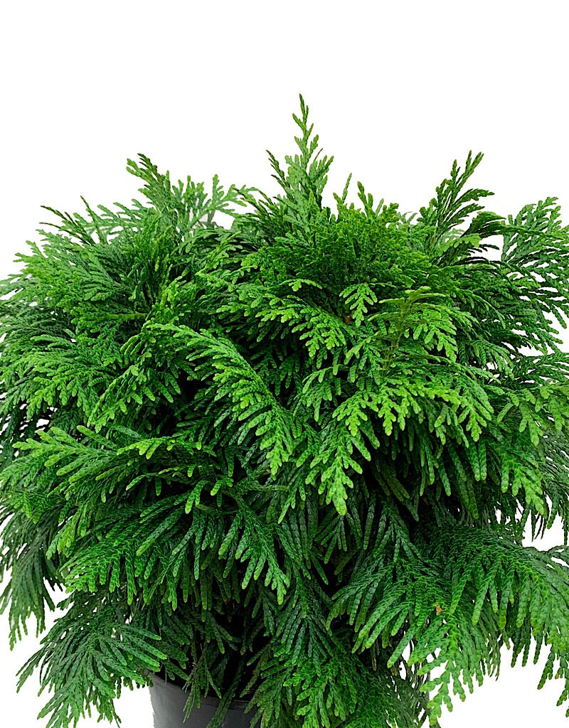 Thuja plicata 'Grune Kugel'  1 gal