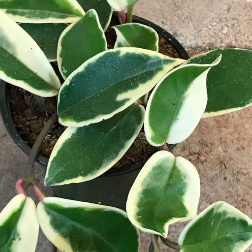 Hoya carnosa 4 Inch