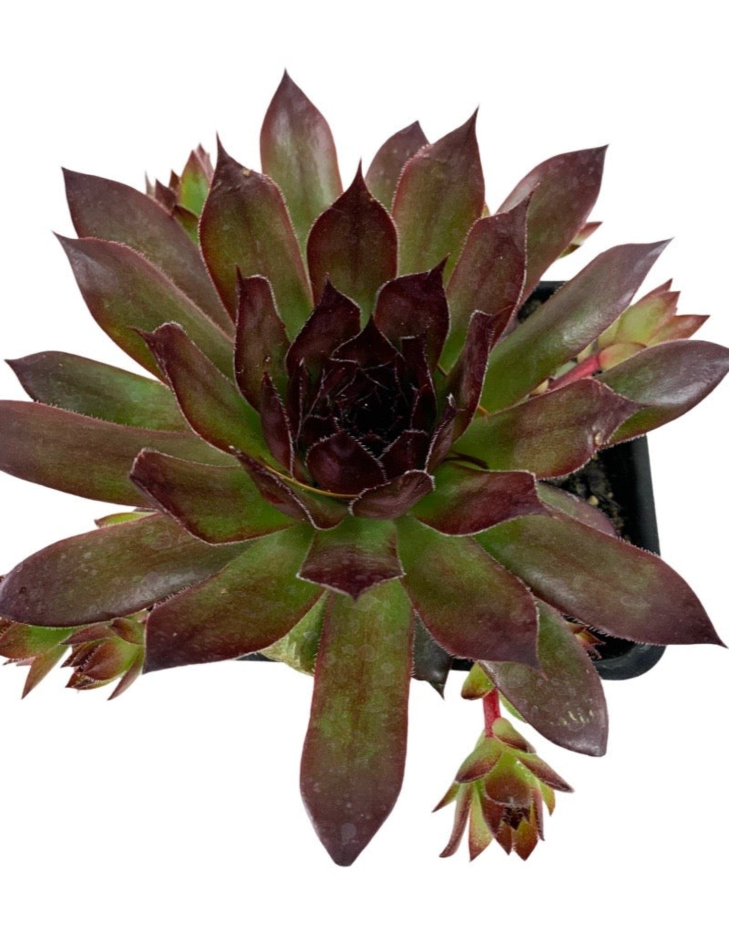 Sempervivum calcareum 'Tip Top'