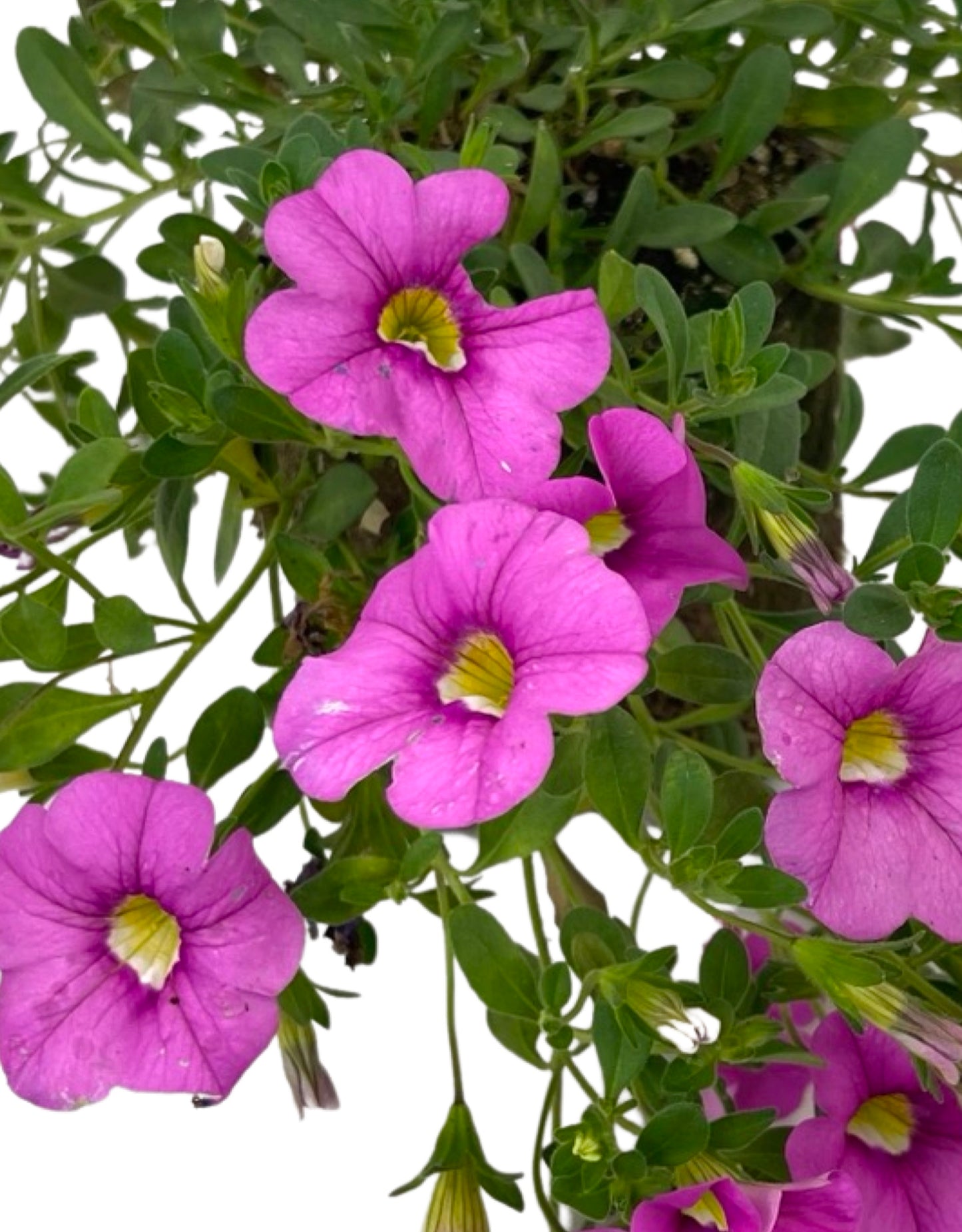 Calibrachoa 'Cabaret Light Pink' 4 Inch