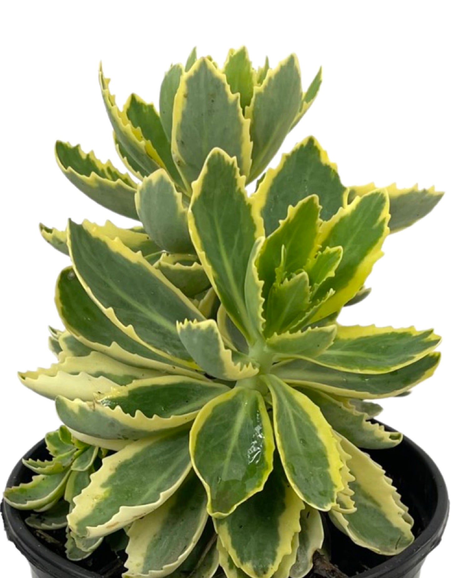 Sedum 'Autumn Charm' 1 Gallon