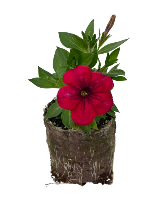 Petunia 'Surprise Sparkle Red'